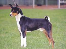 犬を家族に迎える前に